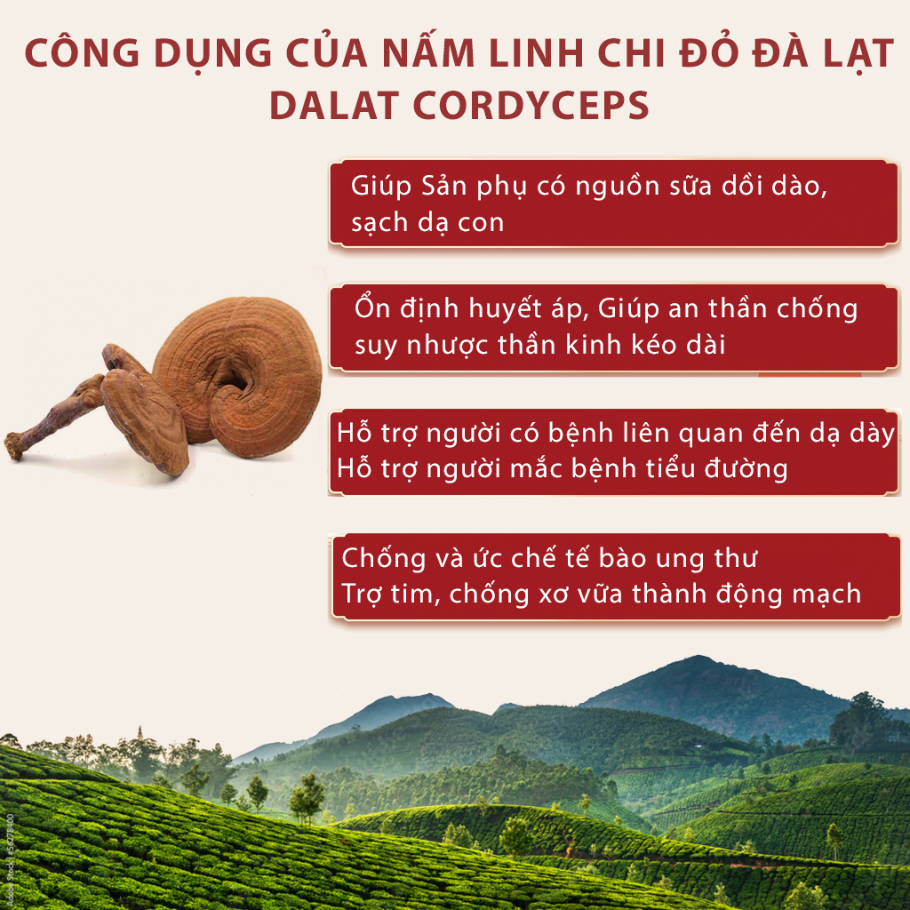 Nấm linh chi đỏ Đà Lạt còn nguyên bào tử nấm, Dalat cordyceps, Nấm nhỏ