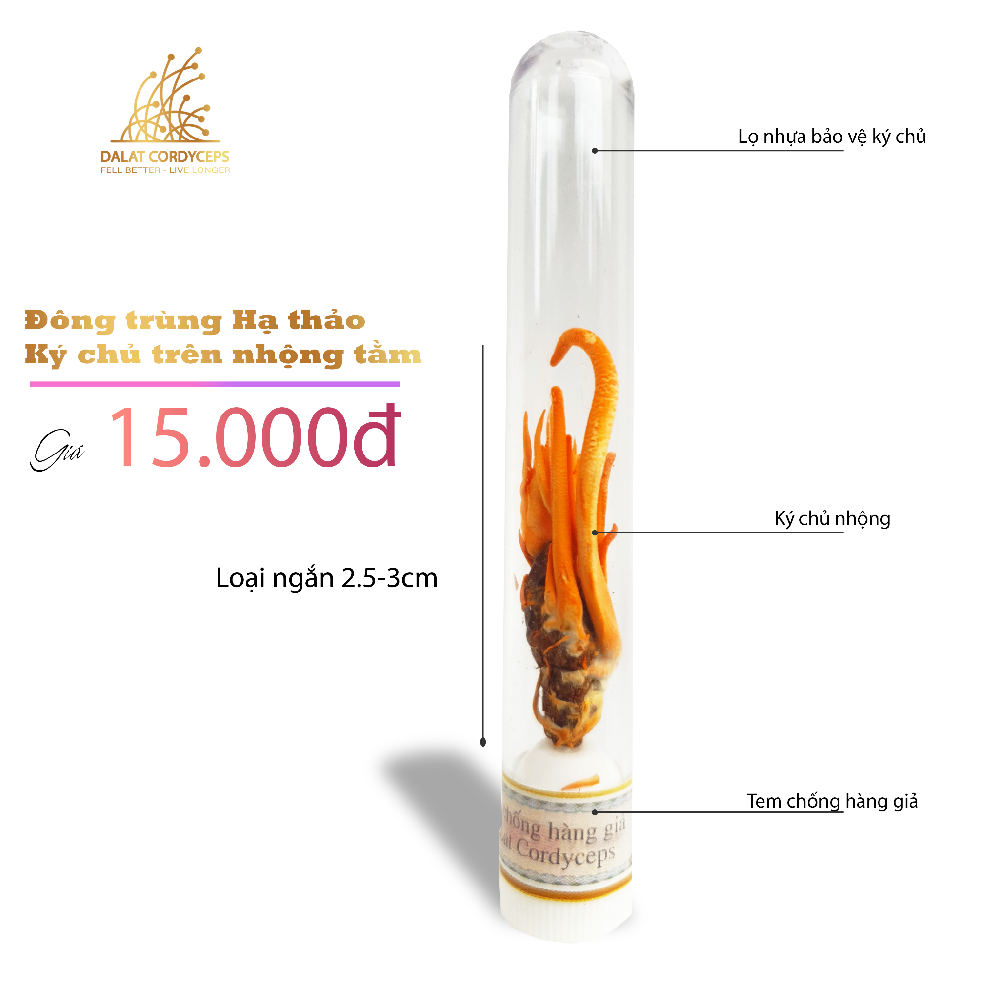 Nấm đông trùng hạ thảo khô sấy thăng hoa - Nhộng Ký Chủ - Nuôi trồng Organic tại Cao nguyên Đà Lạt