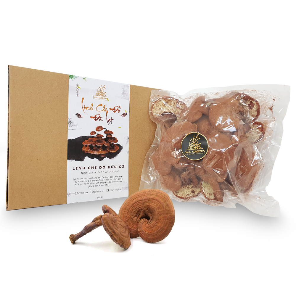 Nấm linh chi đỏ Đà Lạt còn nguyên bào tử nấm, Dalat cordyceps, Nấm nhỏ