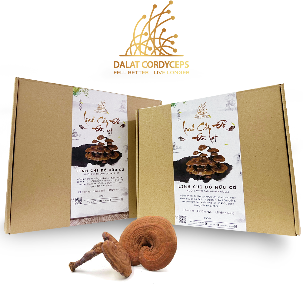 Nấm linh chi đỏ Đà Lạt còn nguyên bào tử nấm, Dalat Cordyceps, loại thái lát