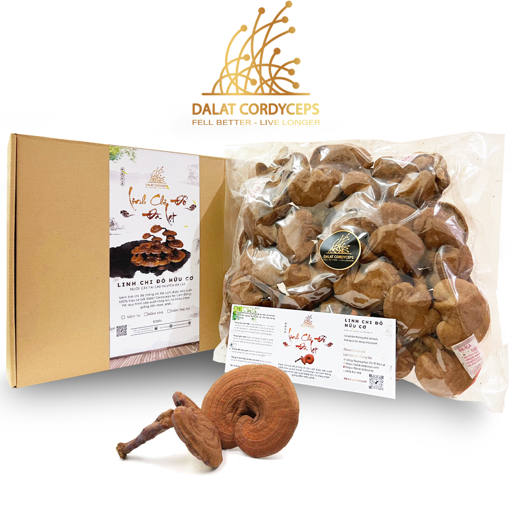 Nấm linh chi đỏ Đà Lạt còn nguyên bào tử nấm, Dalat cordyceps, Nấm nhỏ