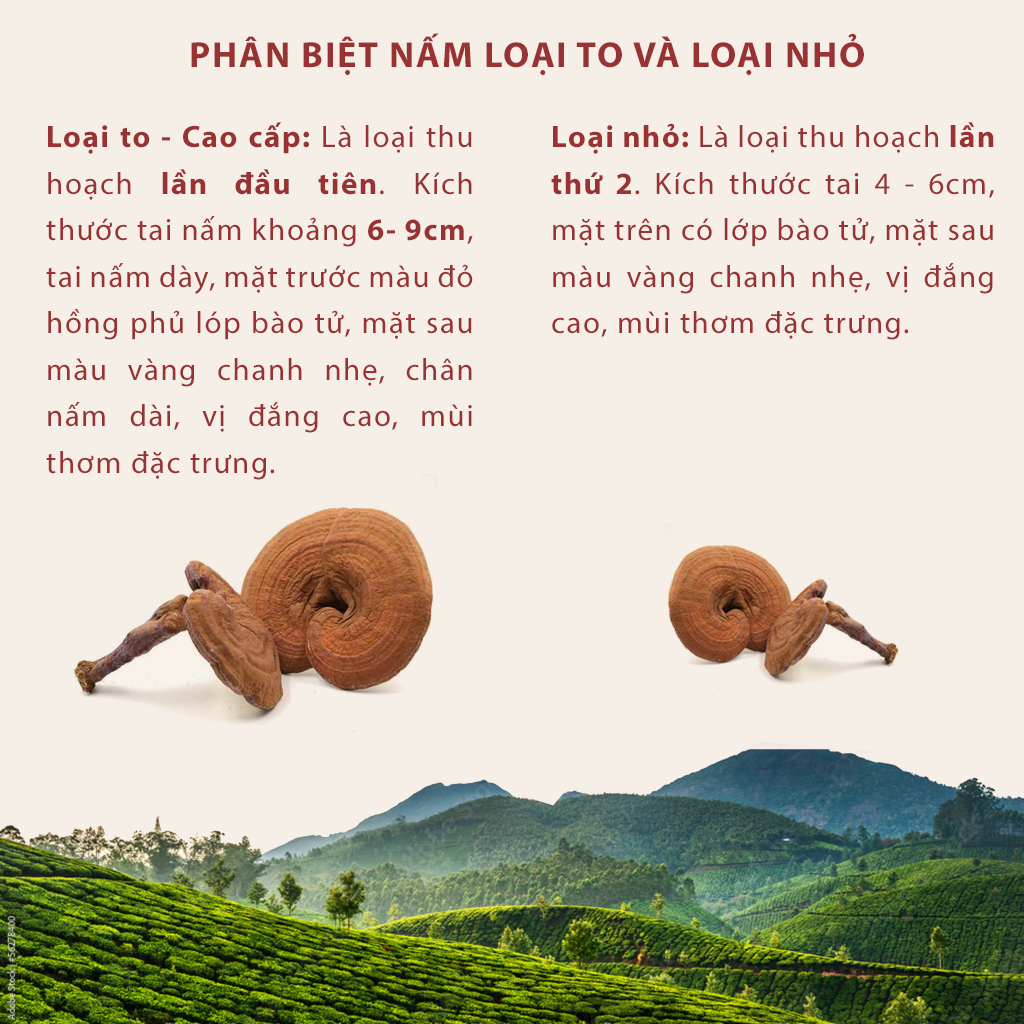 Nấm linh chi đỏ Đà Lạt còn nguyên bào tử nấm, Dalat Cordyceps, loại thái lát