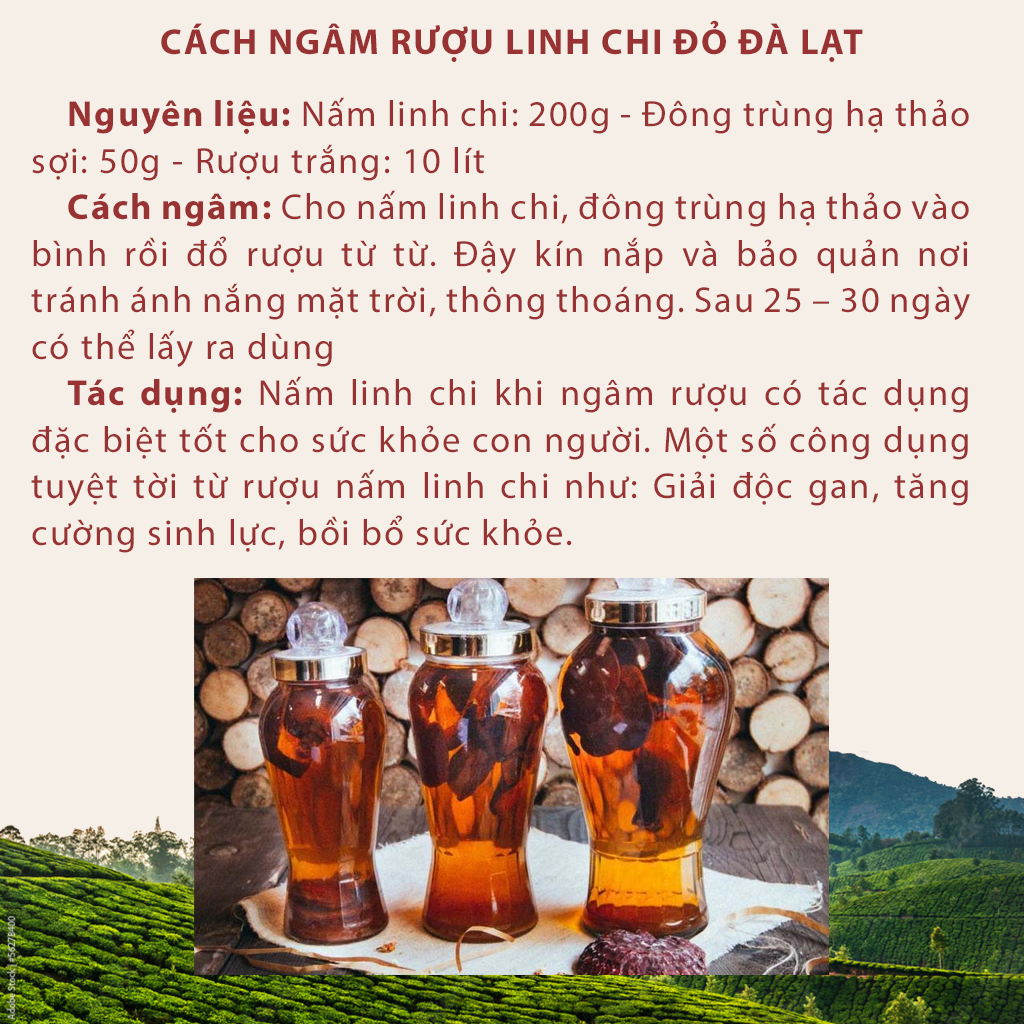 Nấm linh chi đỏ Đà Lạt còn nguyên bào tử nấm, Dalat Cordyceps, loại thái lát