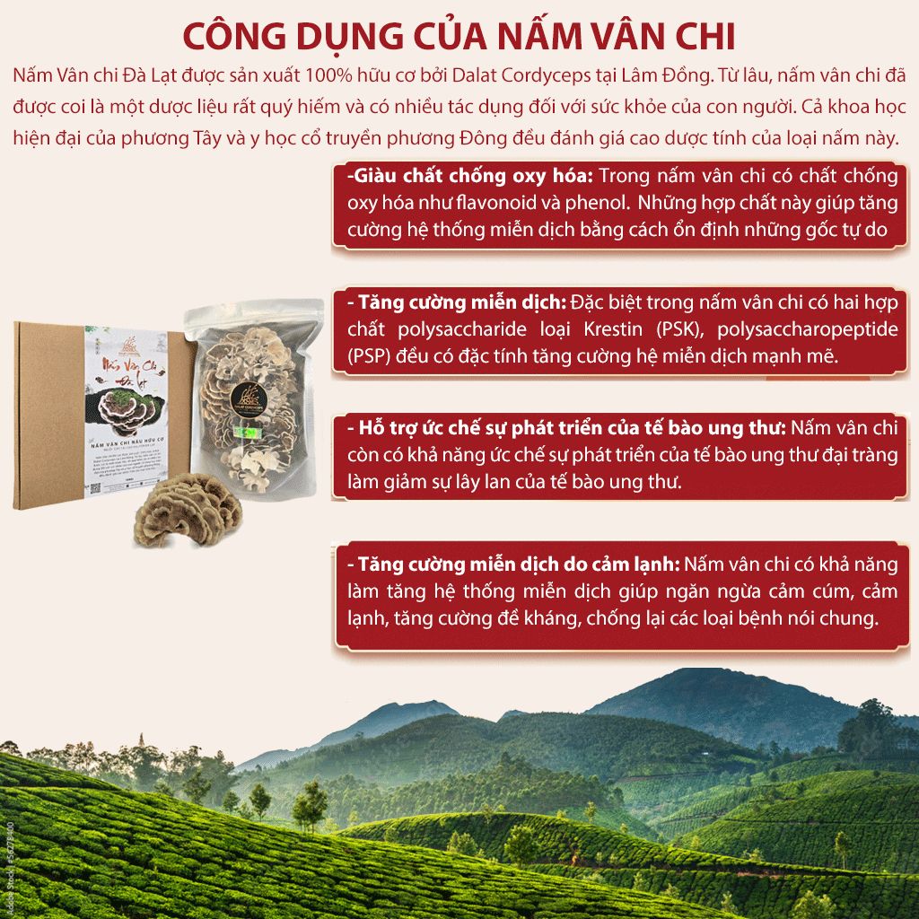 Nấm vân chi nâu sấy khô - Dalat Cordyceps