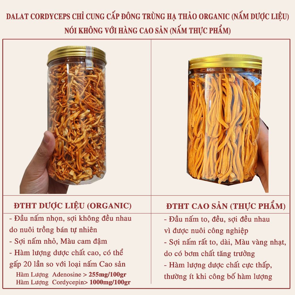 Nấm đông trùng hạ thảo khô sấy thăng hoa Dalat Cordyceps, 10gr, 3 hộp