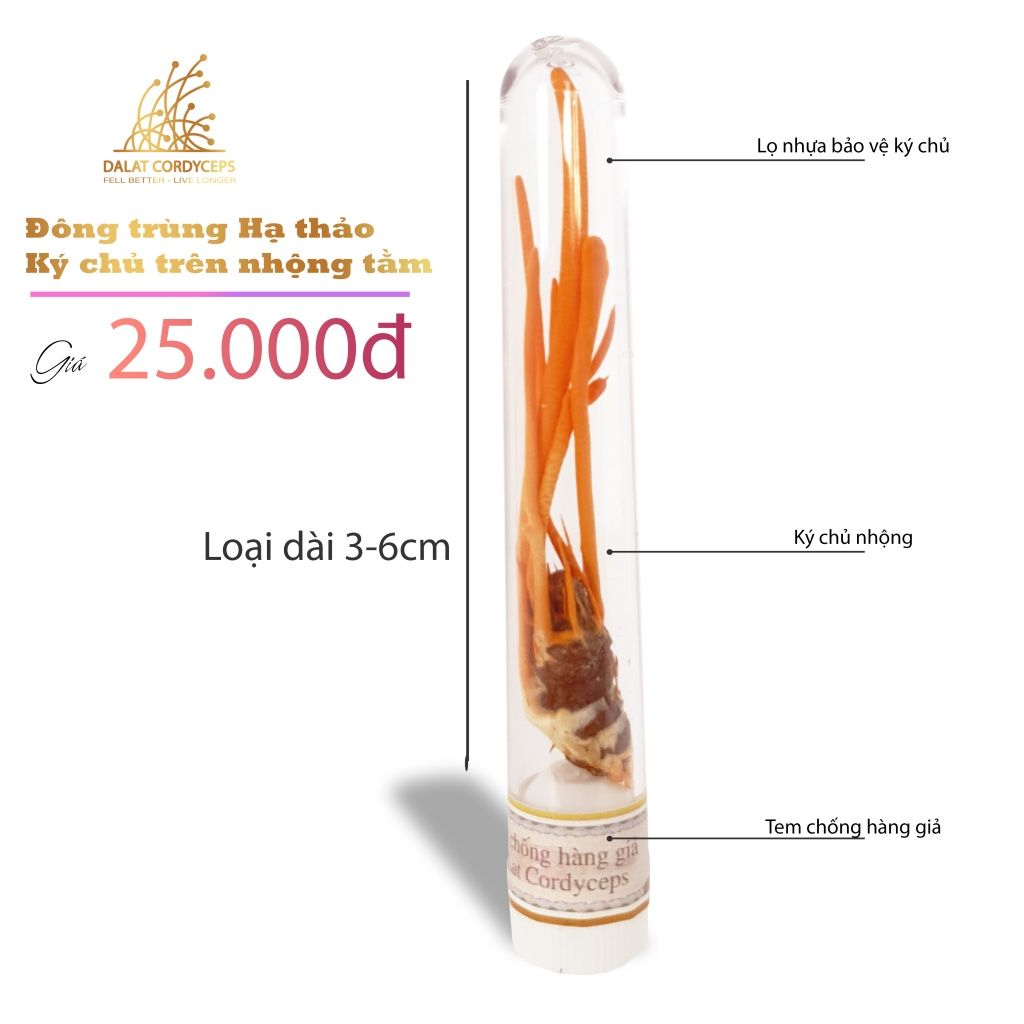 Đông trùng hạ thảo ký chủ nhộng tầm, ống nhựa, Dalat Cordyceps