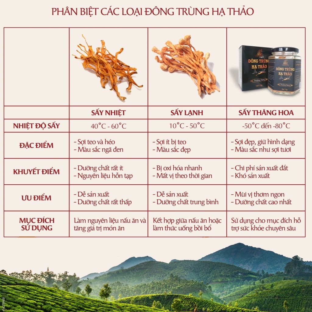 Nấm đông trùng hạ thảo khô sấy thăng hoa Dalat Cordyceps, 10gr, 3 hộp