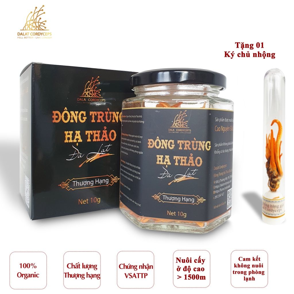 Nấm đông trùng hạ thảo khô sấy thăng hoa Dalat Cordyceps, 10gr, 3 hộp