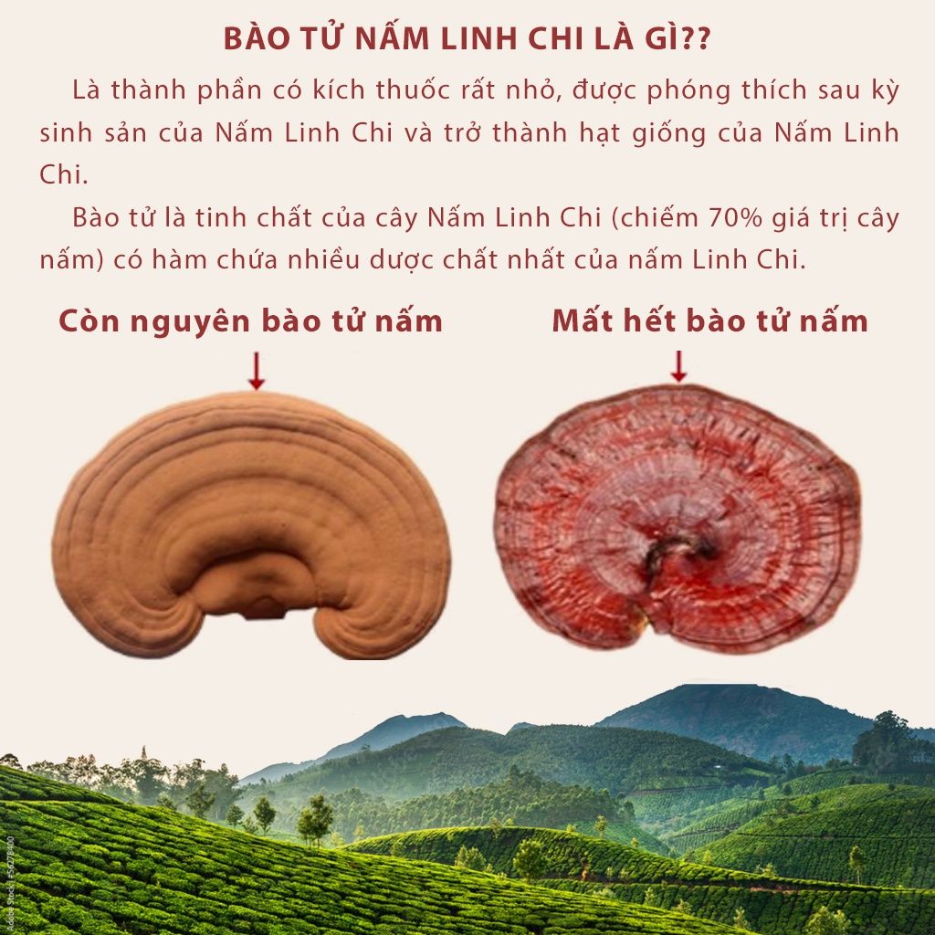 Nấm linh chi đỏ Đà Lạt còn nguyên bào tử nấm, loại nguyên tai