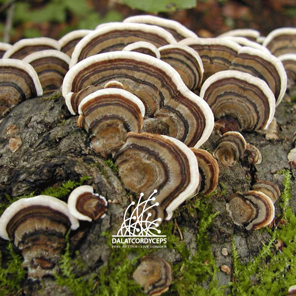 Nấm vân chi nâu sấy khô - Dalat Cordyceps