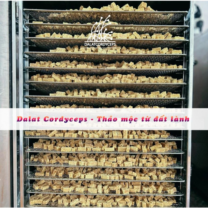 Gừng thẻ cay nồng vị chanh muối nhẹ - Dalat Cordyceps