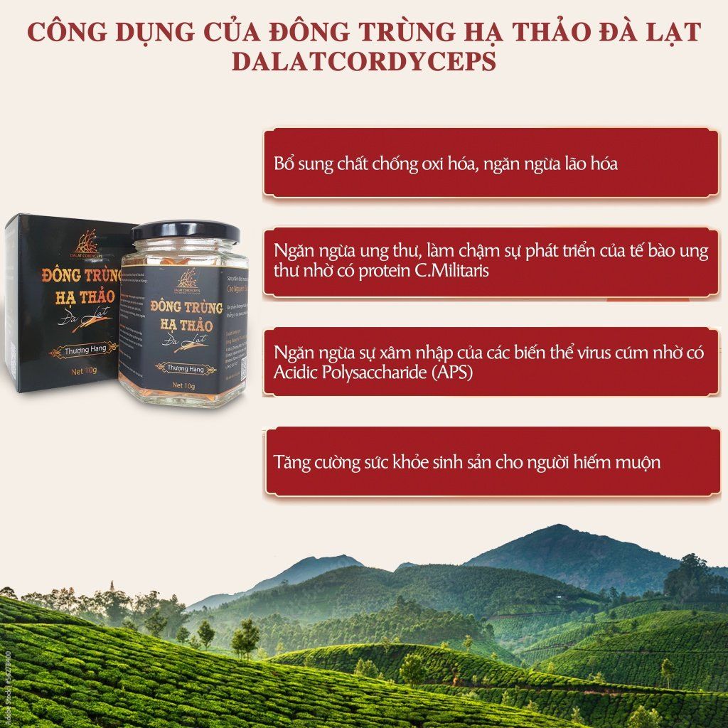 Nấm đông trùng hạ thảo khô sấy thăng hoa Dalat Cordyceps, 10gr, 3 hộp