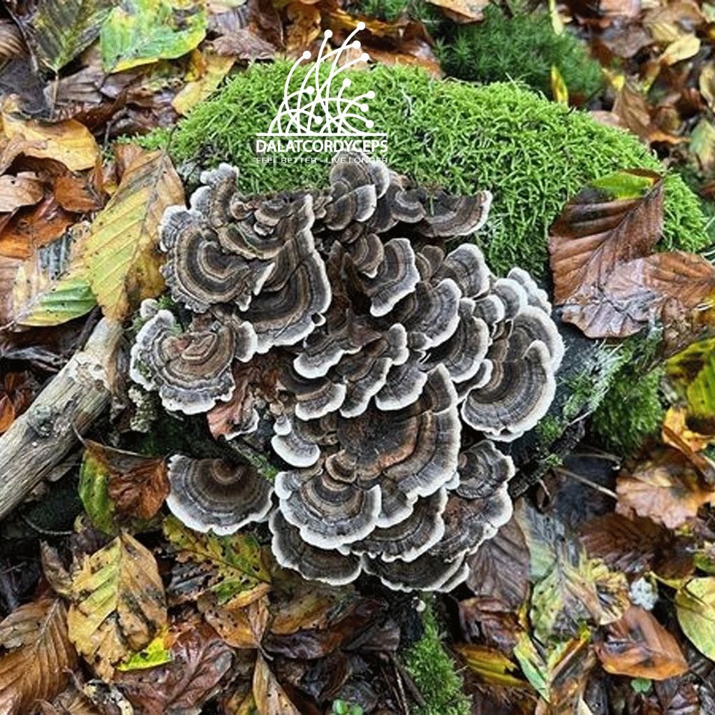 Nấm vân chi nâu sấy khô - Dalat Cordyceps
