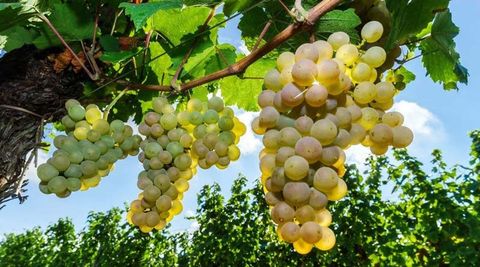  Rượu Vang Hồng Mr Klups Rosé Vino Spumante 