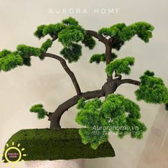 Cây Tùng Bonsai nhỏ- Làm theo yêu cầu