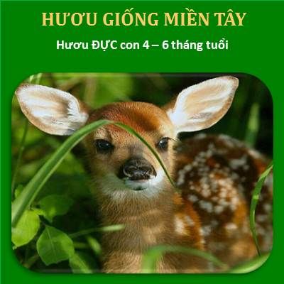 Hươu Đực Con 6 Tháng Tuổi Trọng Lượng 15kg - 20kg