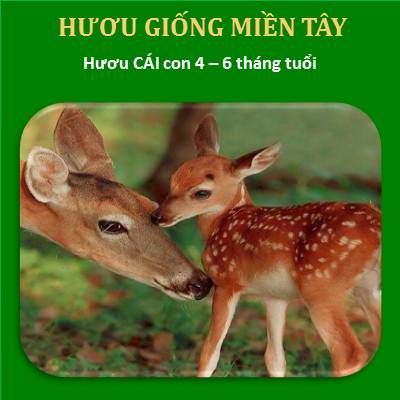 Hươu Cái Con 6 Tháng Tuổi Trọng Lượng 15kg - 20kg