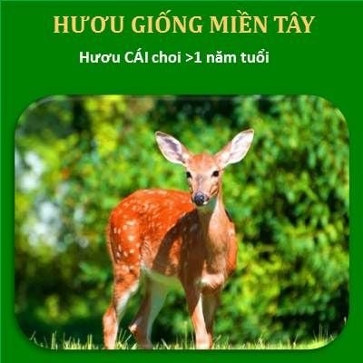 Hươu Cái Choi Trên 1 TuổiTrọng Lượng: 20kg - 30kg