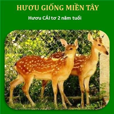 Hươu Cái Tơ > 2 Năm Tuổi Trọng Lượng 35kg - 45kg