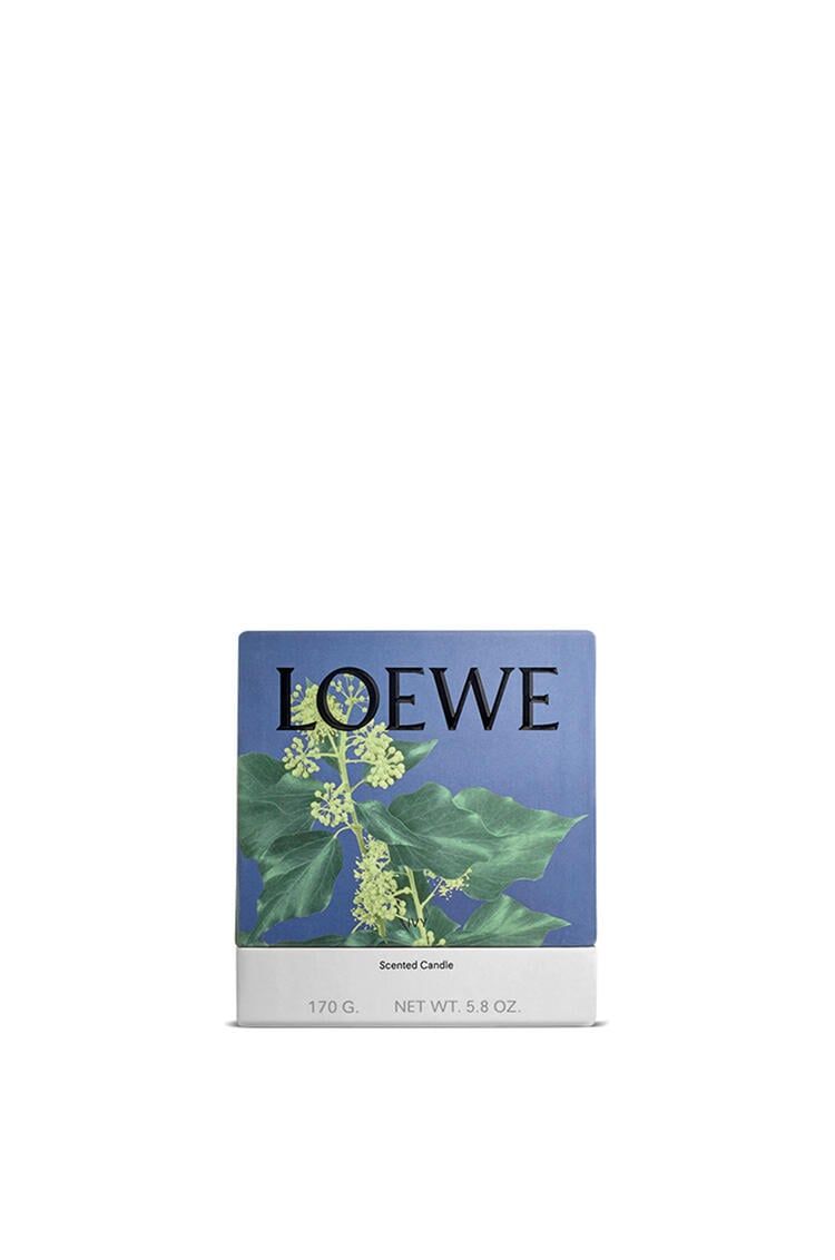Nến LOEWE Ivy 170g