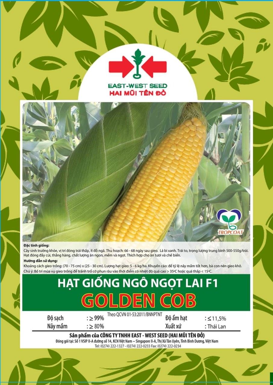 Golden Cob - Ngô ngọt (Ngô Mỹ) ( bắp)