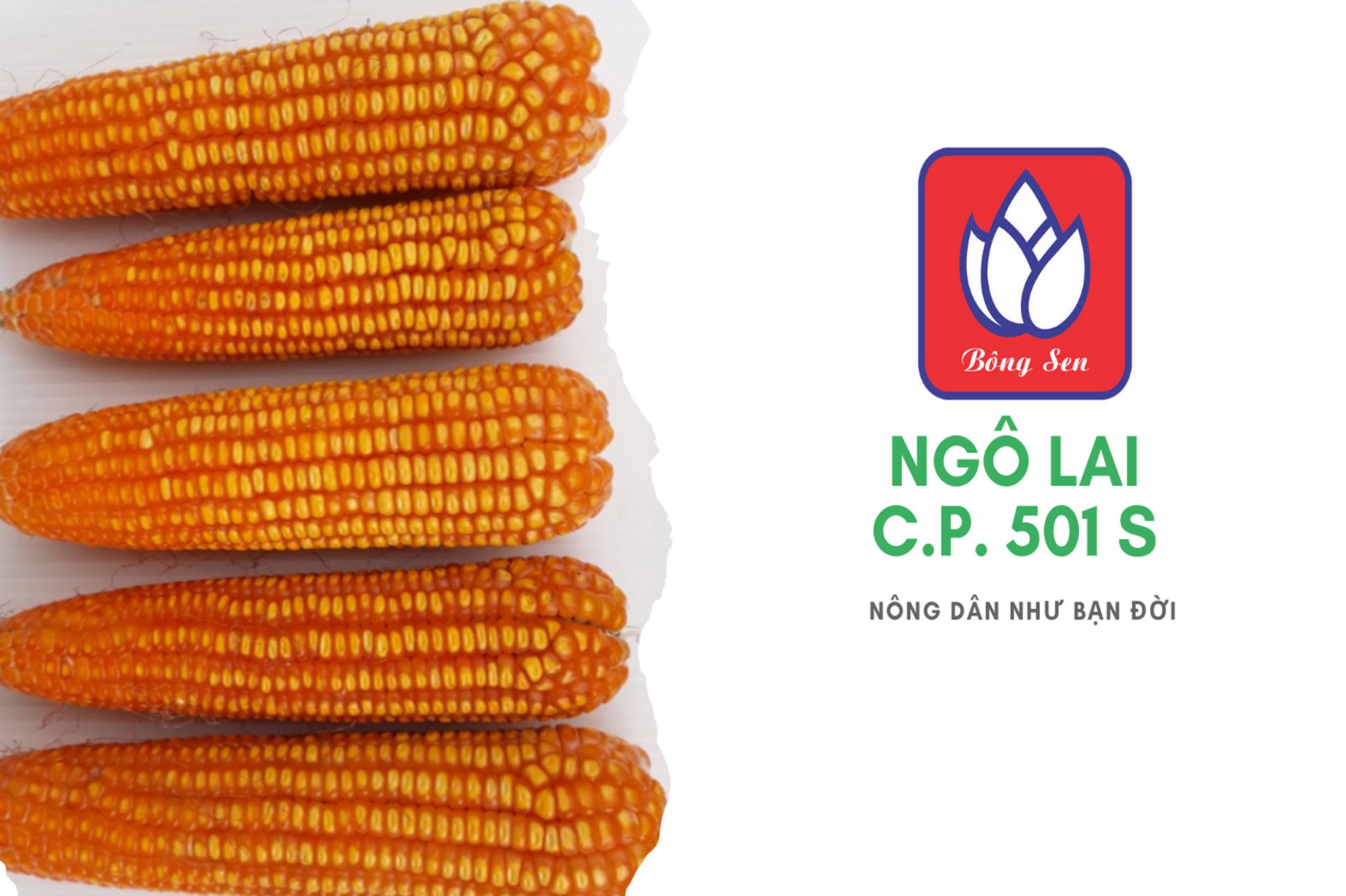 CP 501s - Ngô ( bắp) chuyển gen (1 kg)