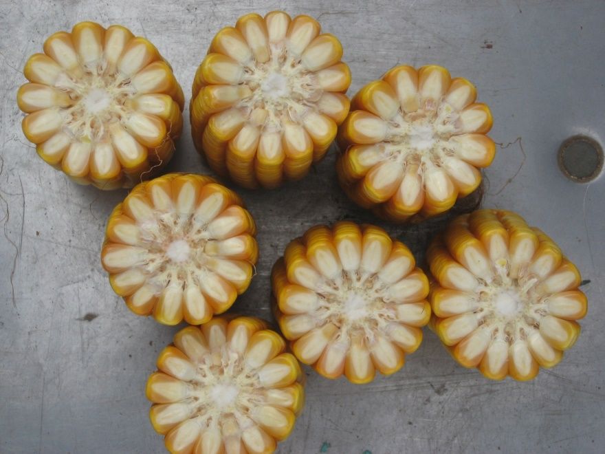 B06 - Ngô ( bắp ) ngắn ngày (1kg)