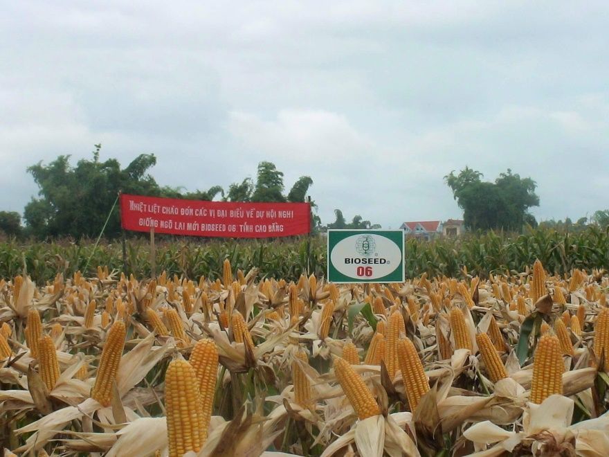B06 - Ngô ( bắp ) ngắn ngày (1kg)