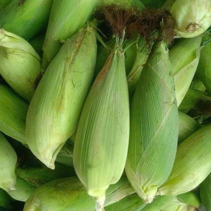 Ngô ( bắp ) nù sữa (100 g)
