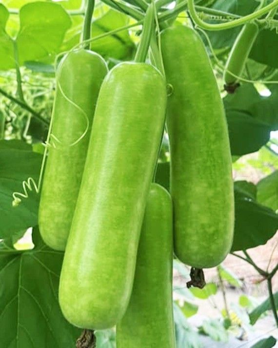 Bầu siêu trái 447 (100 hạt)