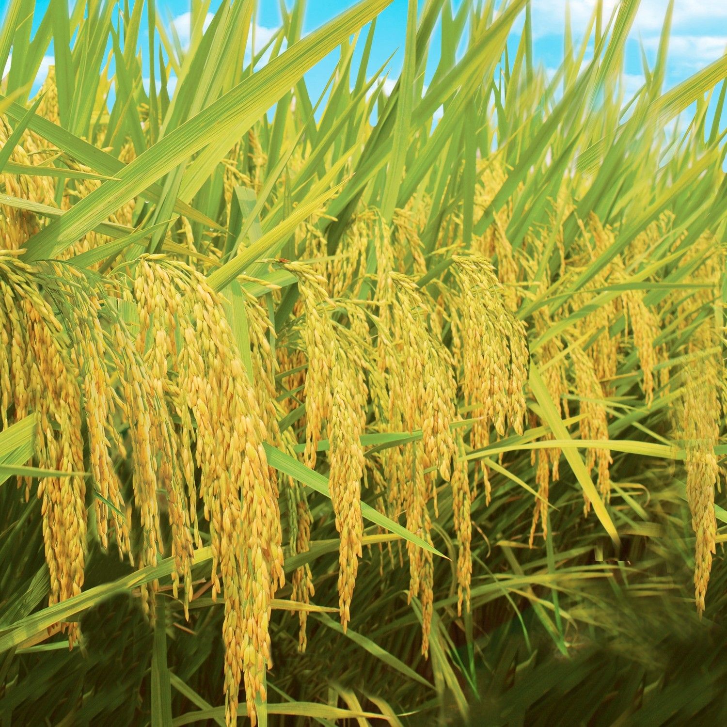 Hương Châu 6 VINASEED