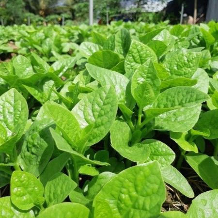 Giống mồng tơi Đại Địa