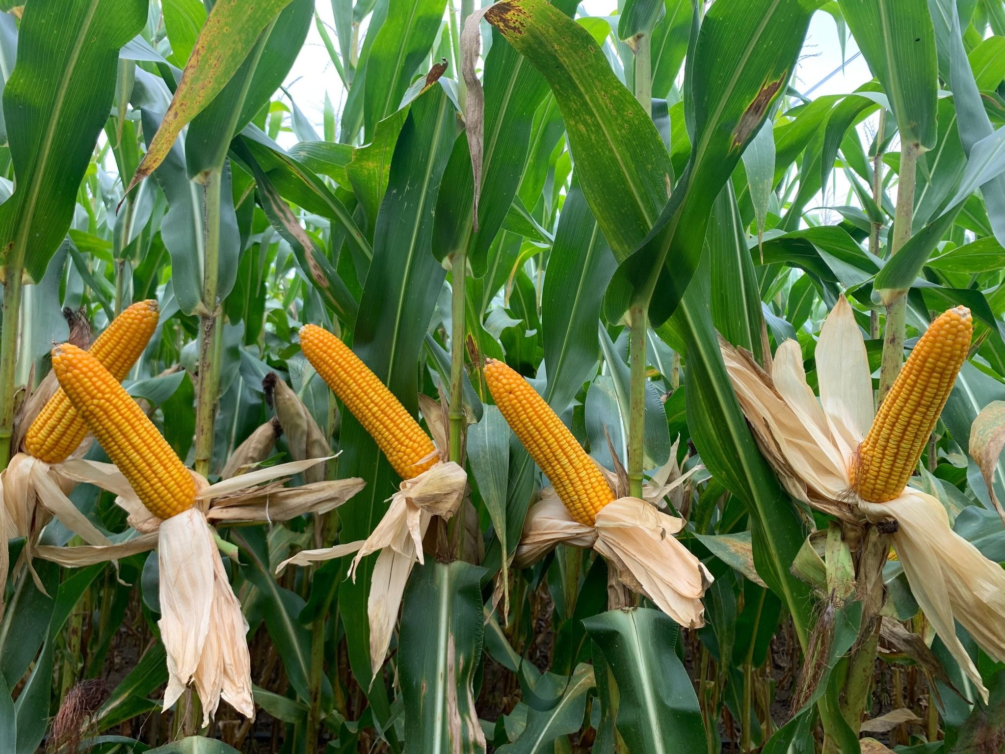 DK 6818s - Ngô ( bắp ) chuyển gen (1 kg)