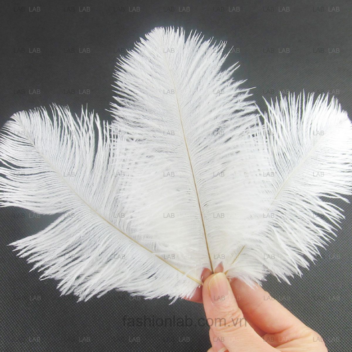 Lông đà điểu size 21-25cm #021201