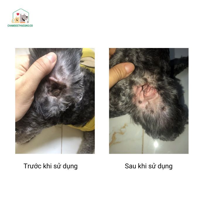  Bột Nhổ Lông Tai Cho Chó Mèo Petis Ear Powder- 5gr 