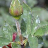  Thuốc Trừ Bệnh ANVIL 5SC (Chai 100ml) Syngenta- Sạch Nấm Bệnh cho hoa hồng,mai vàng, bonsai... 