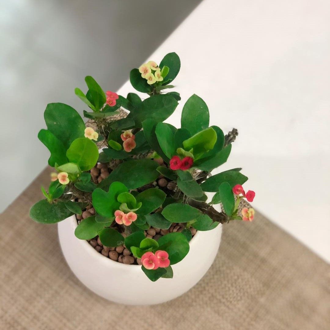 Xương rồng Bát tiên