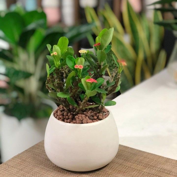Xương rồng Bát tiên