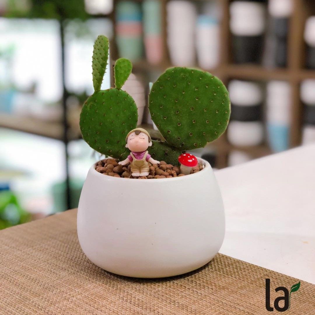 Xương rồng Mickey