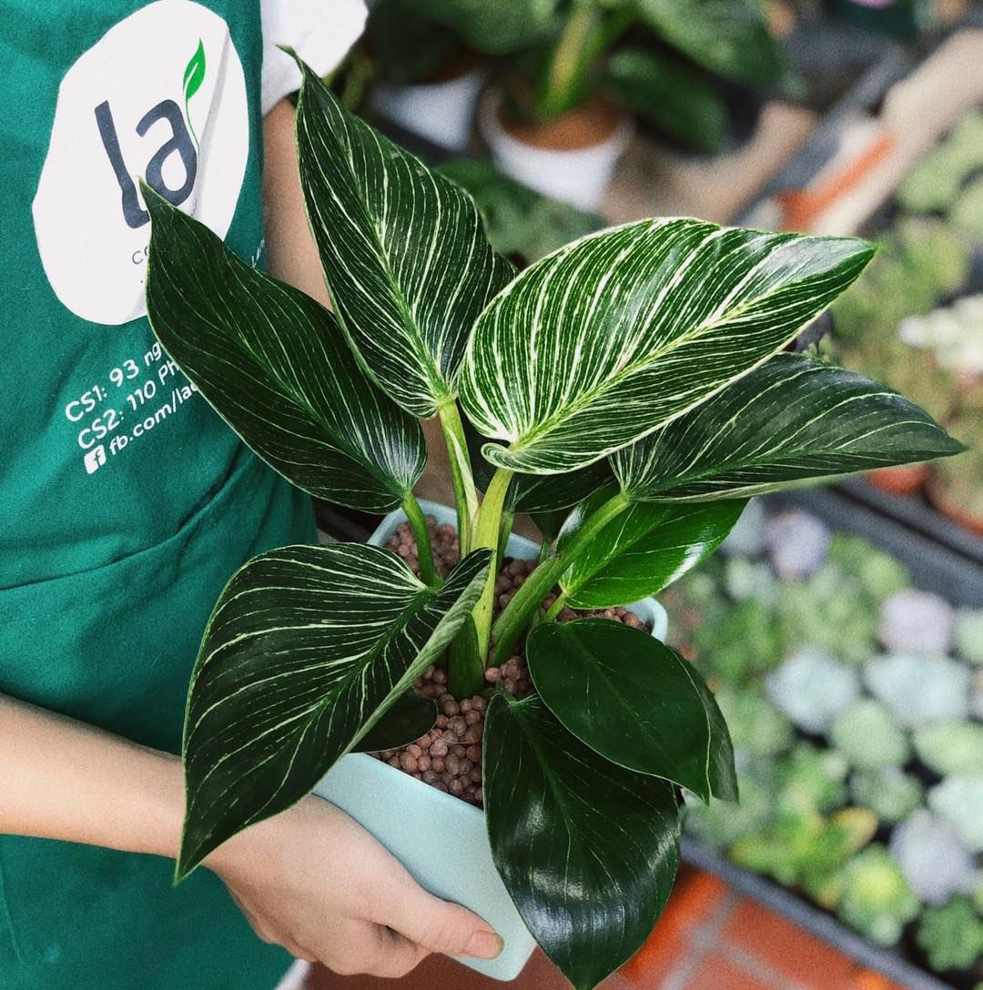 Trầu bà kim cương