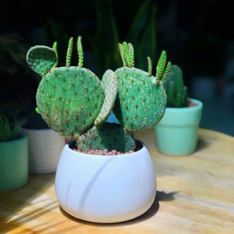 Xương rồng Mickey
