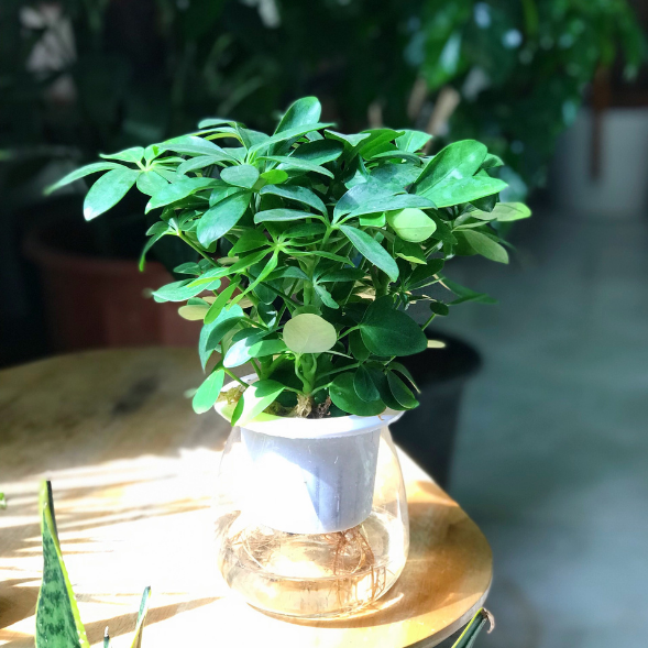Ngũ gia bì thủy sinh