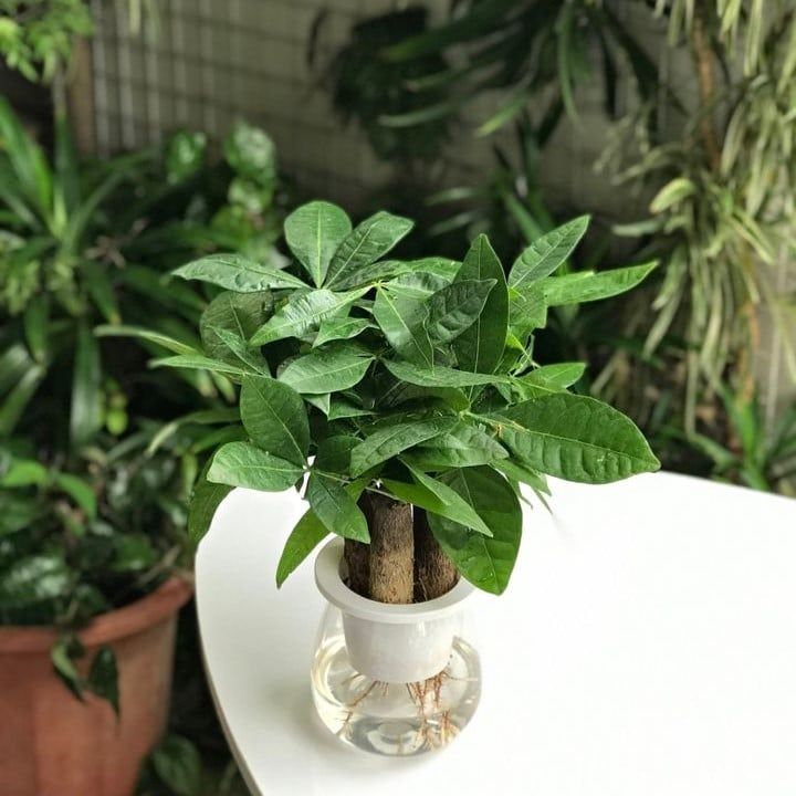 Kim ngân thủy sinh 3 gốc