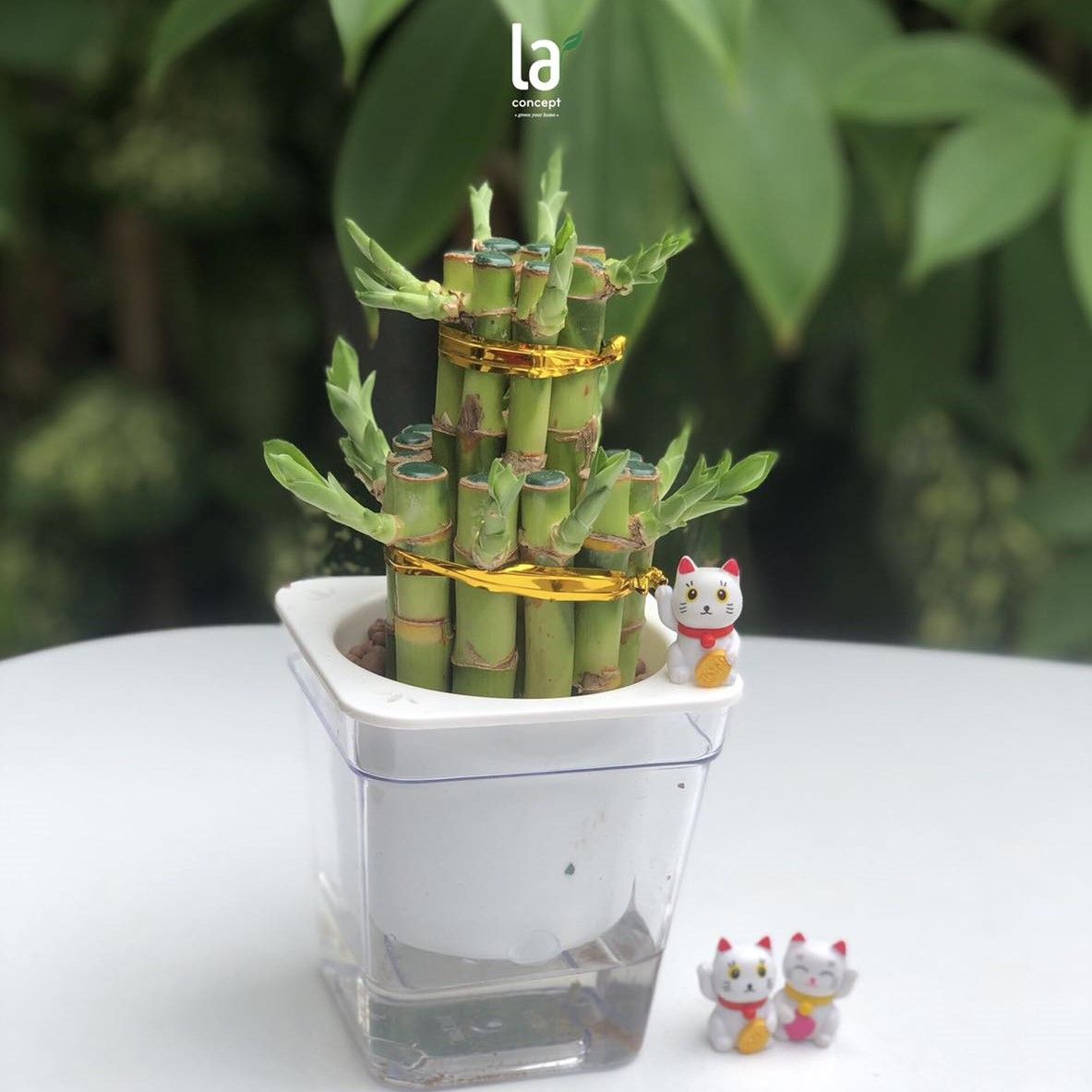 Trúc phát tài thủy sinh