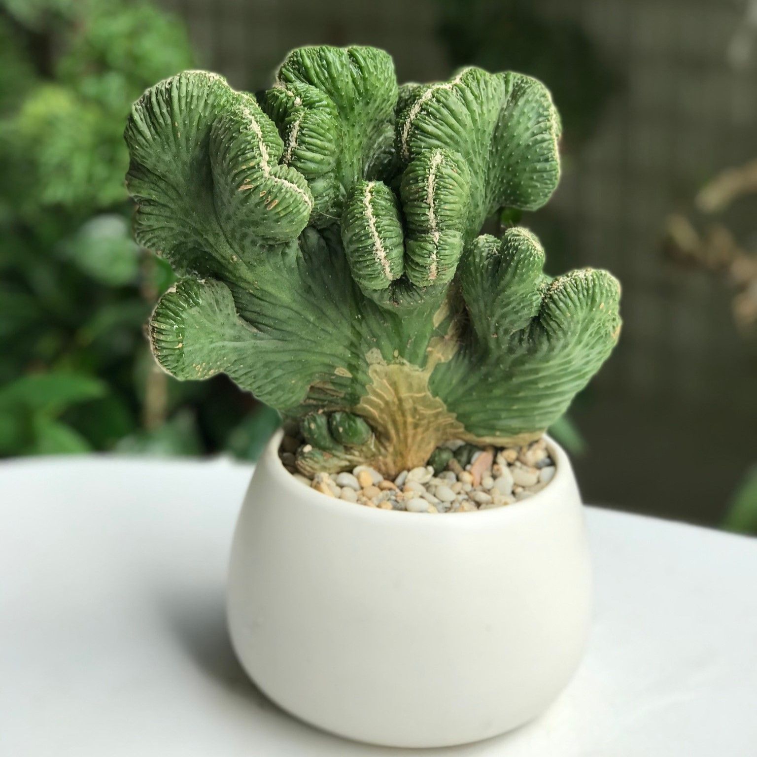 Xương rồng vân sơn