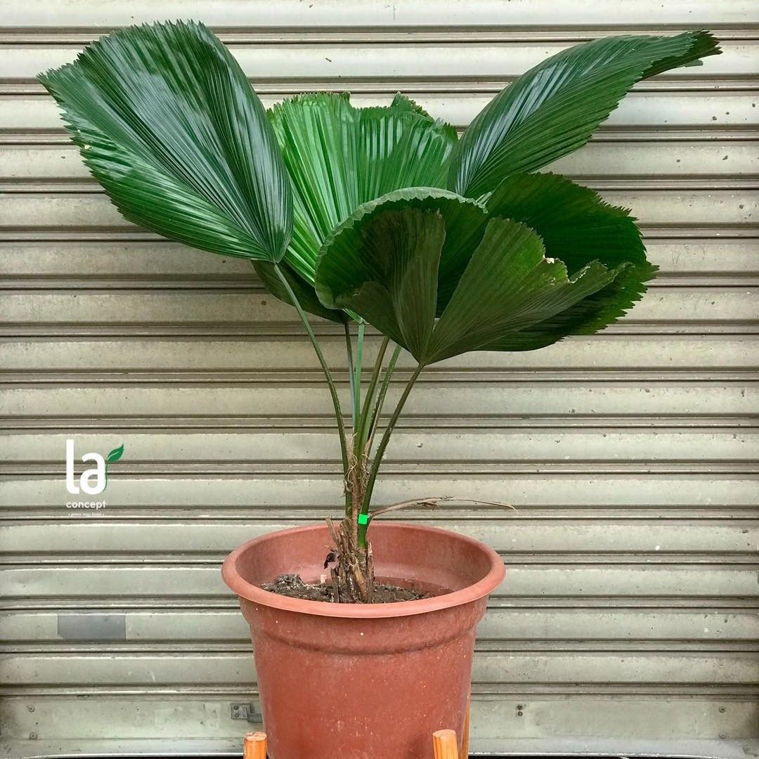 Cọ nhật