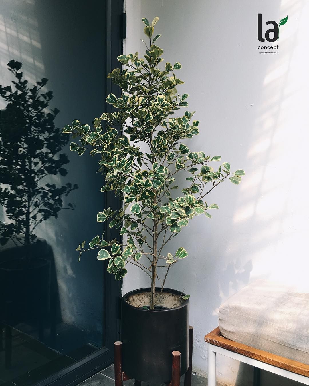Bàng cẩm thạch/Bàng tam phúc