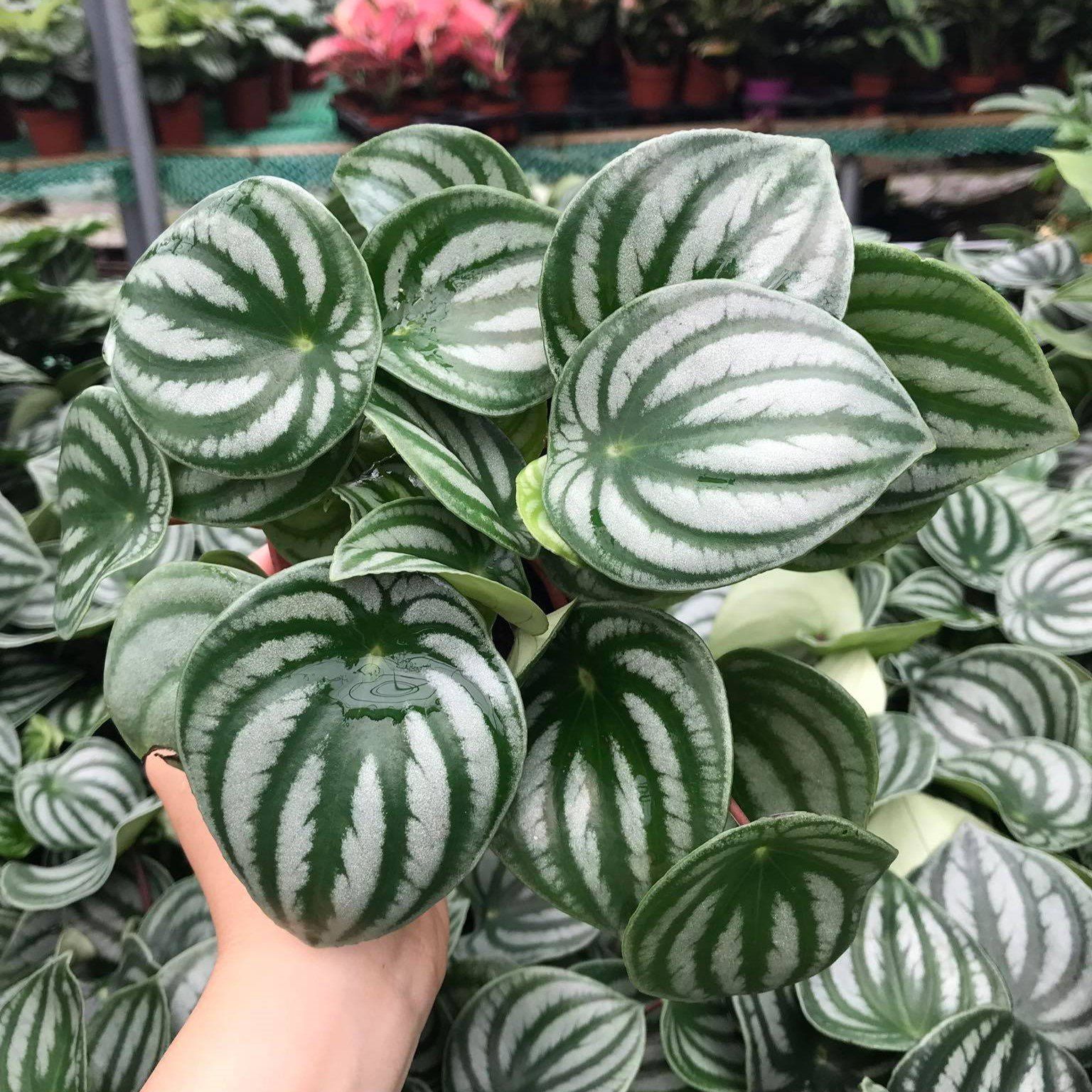 Lá dưa hấu