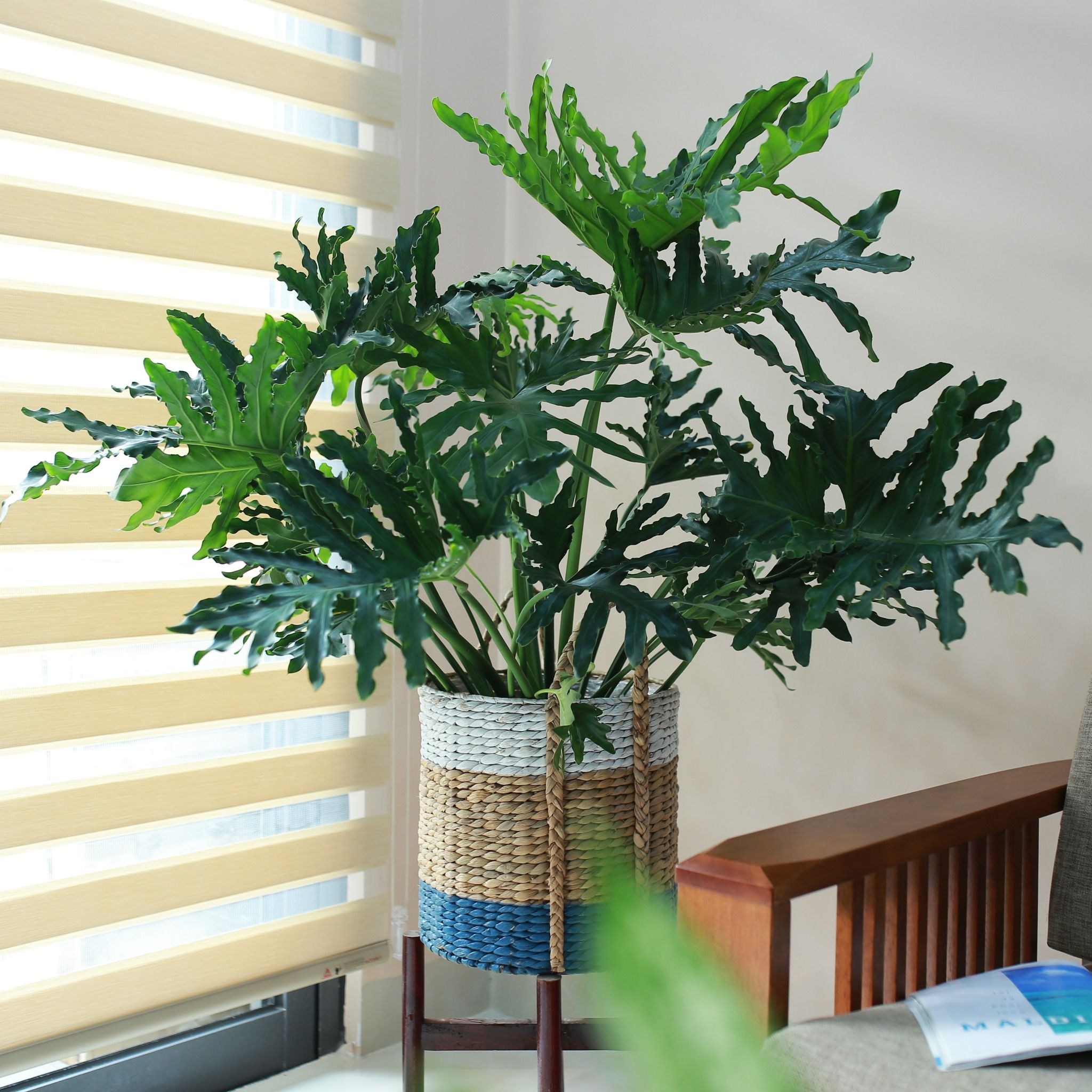 Monstera