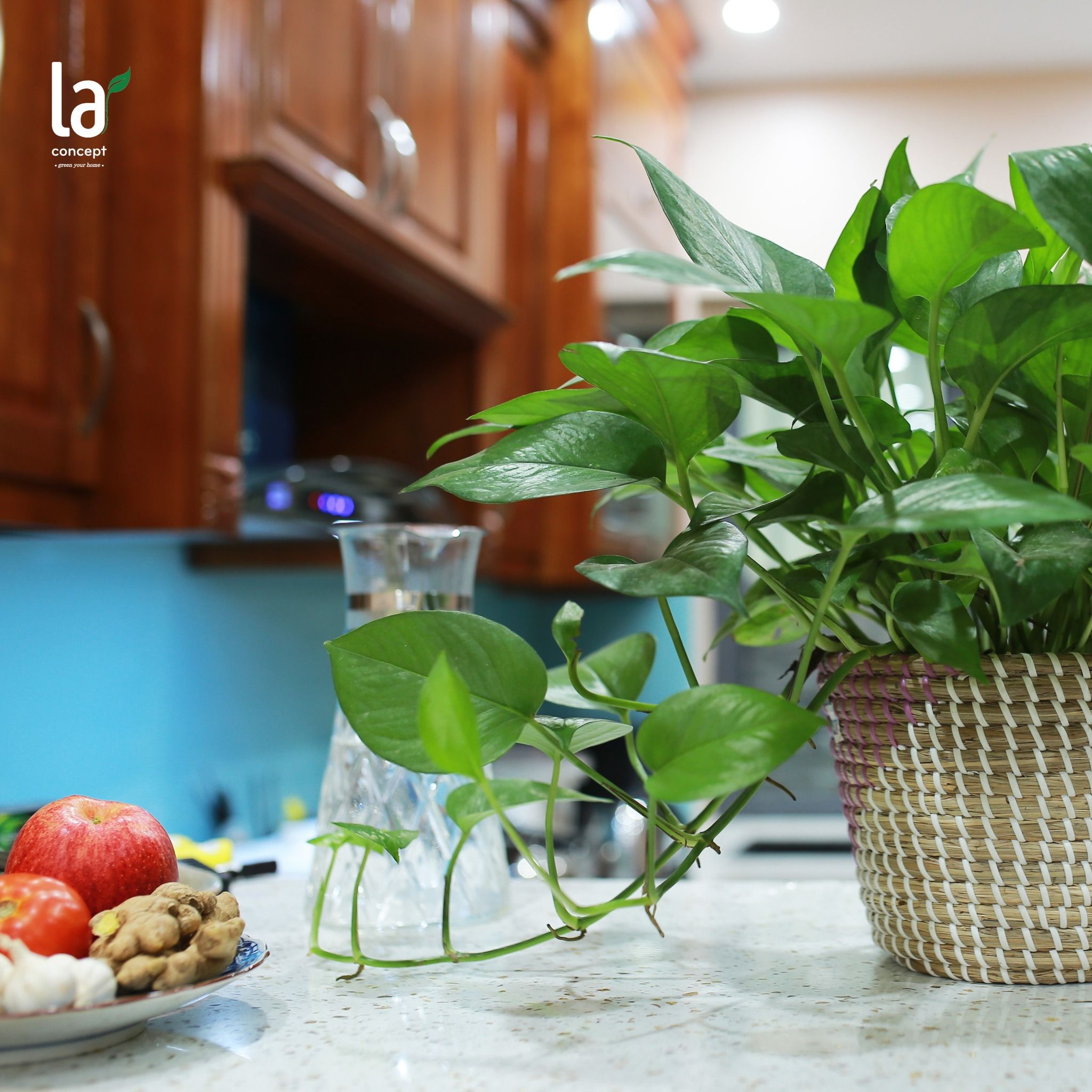 Vạn niên thanh/Trầu bà rũ